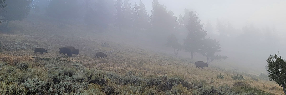 Yellowstone Bison walking through the early morning mist.