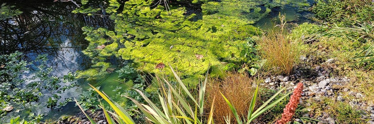 Fall aquatic plants in Montana